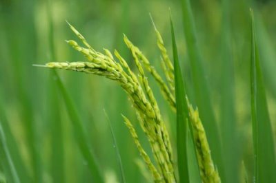 钢两优167水稻品种的特性,4月中旬至5月上中旬播种