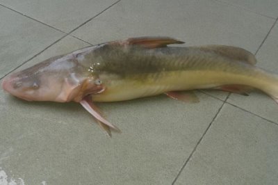 长吻鮠的价格,人工养殖的一般在12-20元一斤