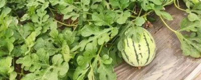 西瓜有哪些常见品种,包括麒麟瓜、黑美人瓜、无籽西瓜等种类