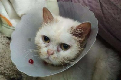猫咪慢性肝炎是什么,是肝脏长期发炎的形成的一种病症