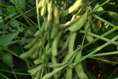 浙鲜28大豆种子特点,该品种有限结荚习性