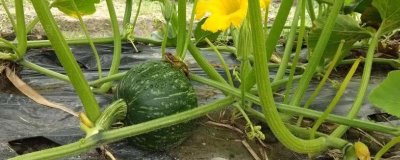 反季节蔬菜的施肥要点,应重施有机肥、合理选择肥料类型并确定用量