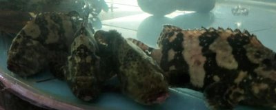 老虎斑怎么育苗，选择鱼苗很关键