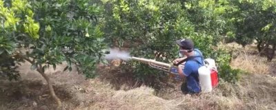 杀虫剂是否可以杀死虱子和虱子卵，适合的杀虫剂可以