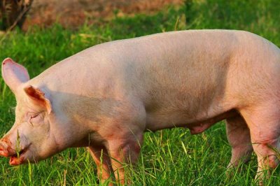 猪的寿命,家猪平均寿命为20年