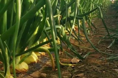 洋葱膨大期怎么管理,需适当增加灌溉次数