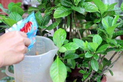 食醋在花卉上的妙用，适量喷洒可使花卉长势旺、花多、色艳