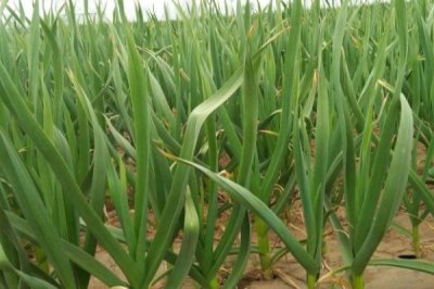 大蒜的种植深度，一般为3-5cm