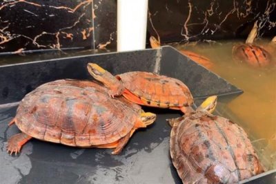 金钱龟不吃东西如何处理，水温过低需提升到26℃以上