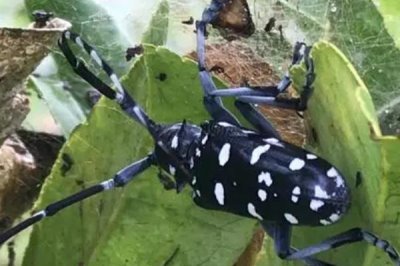 在家怎么养天牛,使用透明的饲养箱为宜