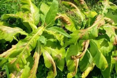 肥液能不能喷施花叶,喷施浓度为0.1%