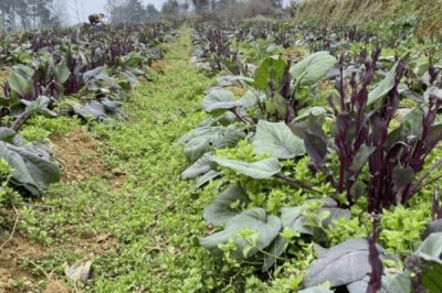菜苔怎么选种,选择抗病毒性强一些的种子