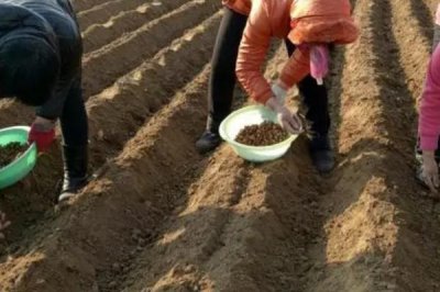 五味子育苗管理技术,可春播或秋播