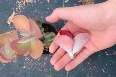 适合对多肉断头的季节,以春季和秋季为宜