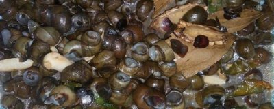 田螺吃什么,一般以水生植物、藻类、细菌为食