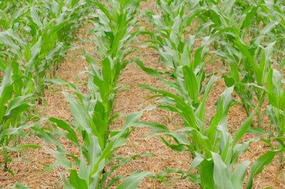 夏玉米黄苗的主要原因，缺锌、钾、氮、铁、铜、镁等均可能导致
