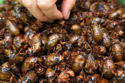 金蝉的养殖周期,一般为2-3年左右