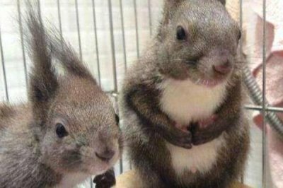 怎么养魔王松鼠,不宜食用肉蛋类食物