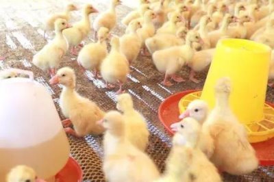 小鹅水喝多了会拉稀吗，频繁喝水会导致拉稀