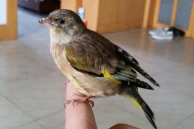 虎头凤喜欢吃什么饲料,以植物种子为主