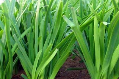 夏季适合种植什么蔬菜，适合种生菜、韭菜、黄瓜等