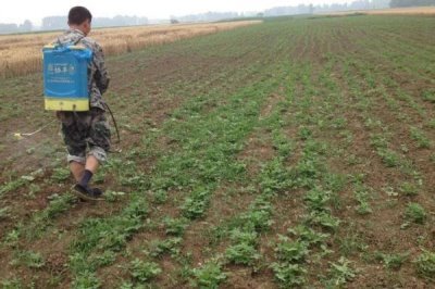 中药材使用什么除草剂,通常以苗后除草剂为主