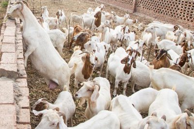 养羊的准备工作,首先肯定要对羊有所了解