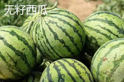 西瓜有哪些常见品种,包括麒麟瓜、黑美人瓜、无籽西瓜等种类