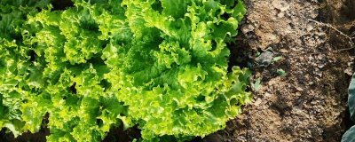 生菜的品种，分为散叶型、半结球型和结球形