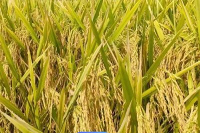 巨型稻为什么不推广,种植具有局限性