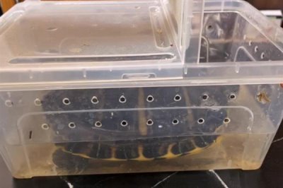 巴西黄耳龟怎么养，水温保持在20-30℃之间为佳