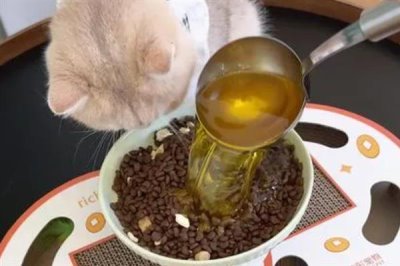 给猫咪饲喂鱼油的好处,可以有效改善猫咪的免疫系统