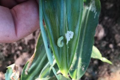 生姜的常见虫害和防治方法 ,常见虫害有姜螟和姜蛆