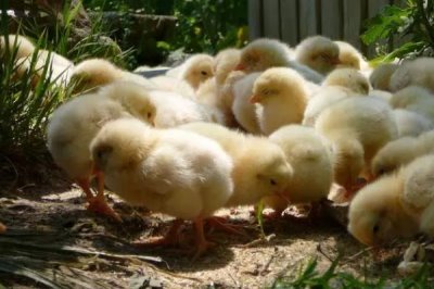 鸡突然死了的原因,可能是疾病性猝死或应激性猝死等