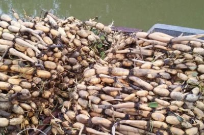 莲藕的种植方法,选择偏酸性或者中性的土壤种植为佳