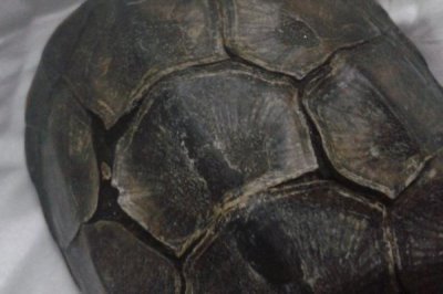 巴西龟外壳翘能恢复吗，要看它们翘壳的情况