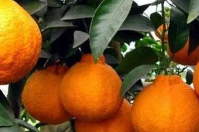 不知火柑橘的价格,不同地区的价格差异较大