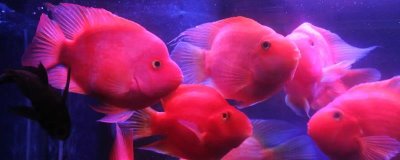 鹦鹉鱼好不好养，新手养殖前需充分做好功课