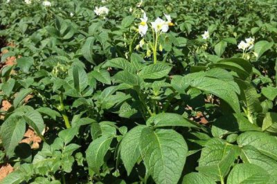 土豆蚜虫如何防治,可物理防治也可化学防治