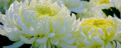 白菊花的寓意，有悼念、追思的寓意