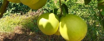 柚子增甜需施什么肥，采收后施加有机肥作为基肥