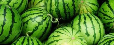 怎么防治西瓜细菌性角斑病,播种前可用温水浸种杀菌