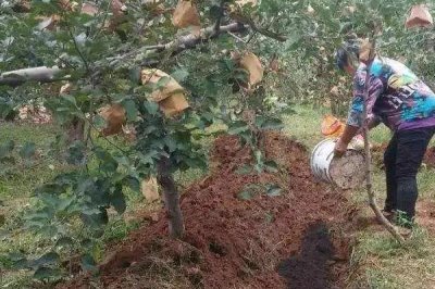 苹果水裂纹发生原因及防治方法,需对症下药