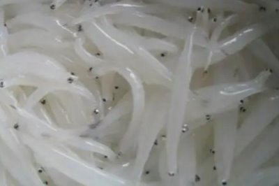 银鱼的产地,太湖、西湖、马湖是三大银鱼盛产湖