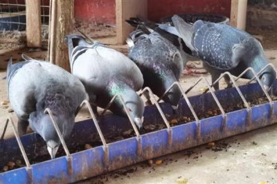 鸽子晚上为什么一直呜呜叫,主要是发情、没有安全感等因素所致