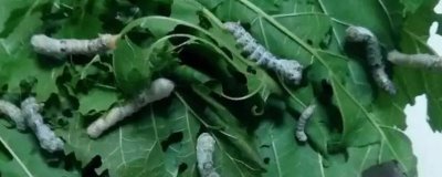 蚕的养殖方法,补催青时需要避免日晒