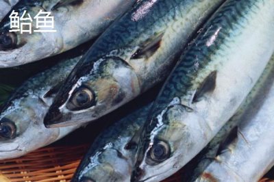 鲐鱼的产地，我国近海均产之
