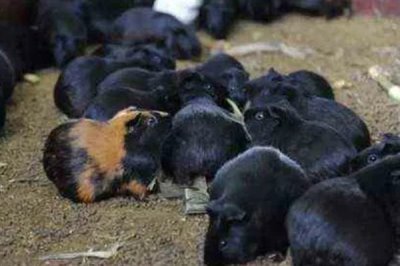 豚鼠适合养一只还是一对，属于群居动物养一对能防止孤单