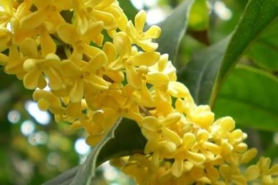 金桂和丹桂有什么区别,花色、叶片形态和花香均不同