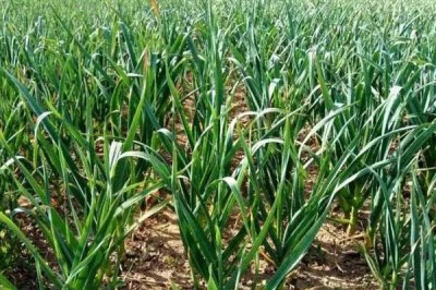 大蒜不出蒜苔的原因，可能是品种原因或缺乏养分所致